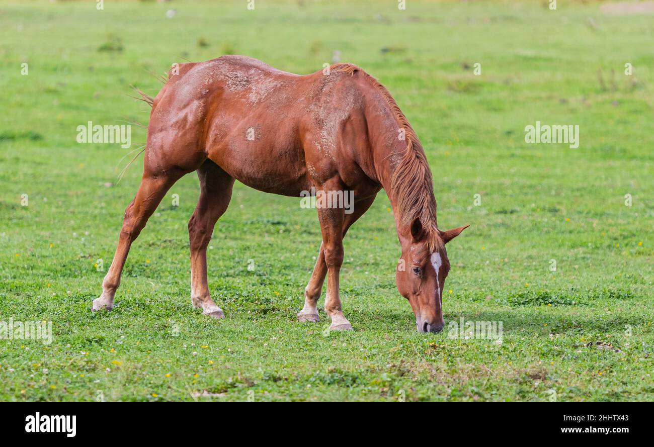 Brown horse grazing on green pasture in Canada. Grazing horses on the ...