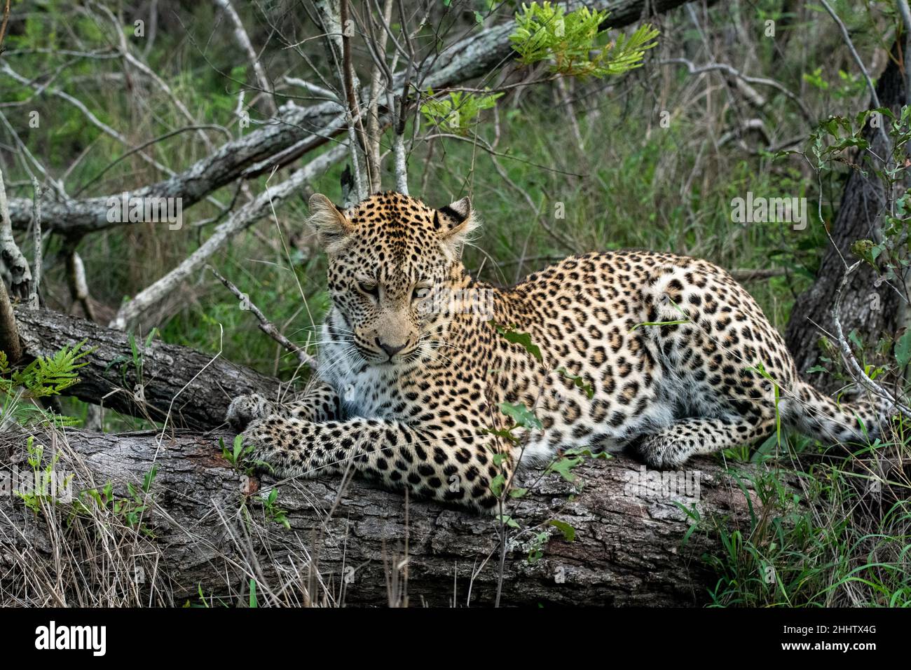 African leopard resting on a tree in South Africa Stock Photo - Alamy