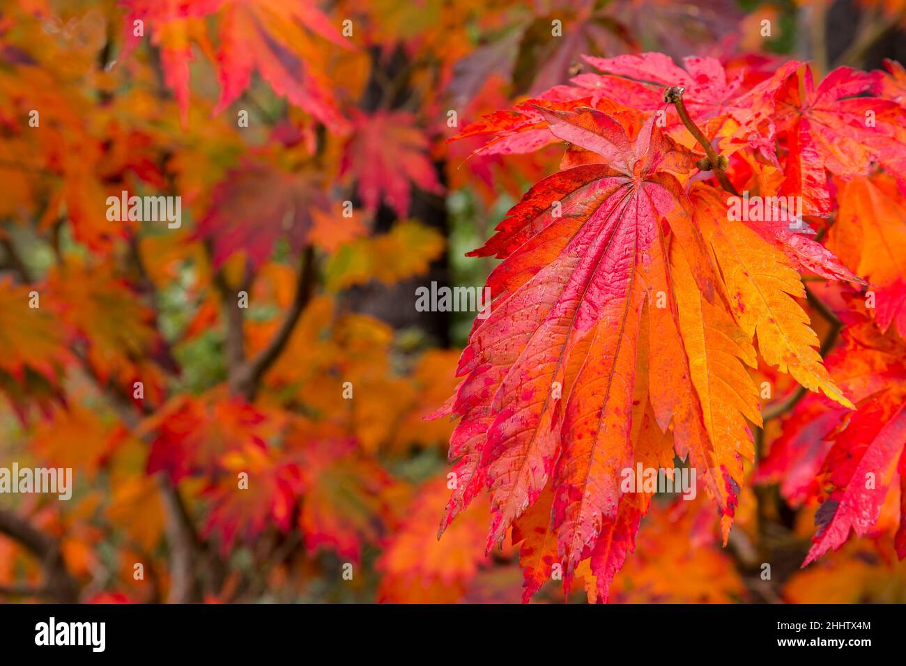Seasonal view of japanese maple hi-res stock photography and images - Alamy