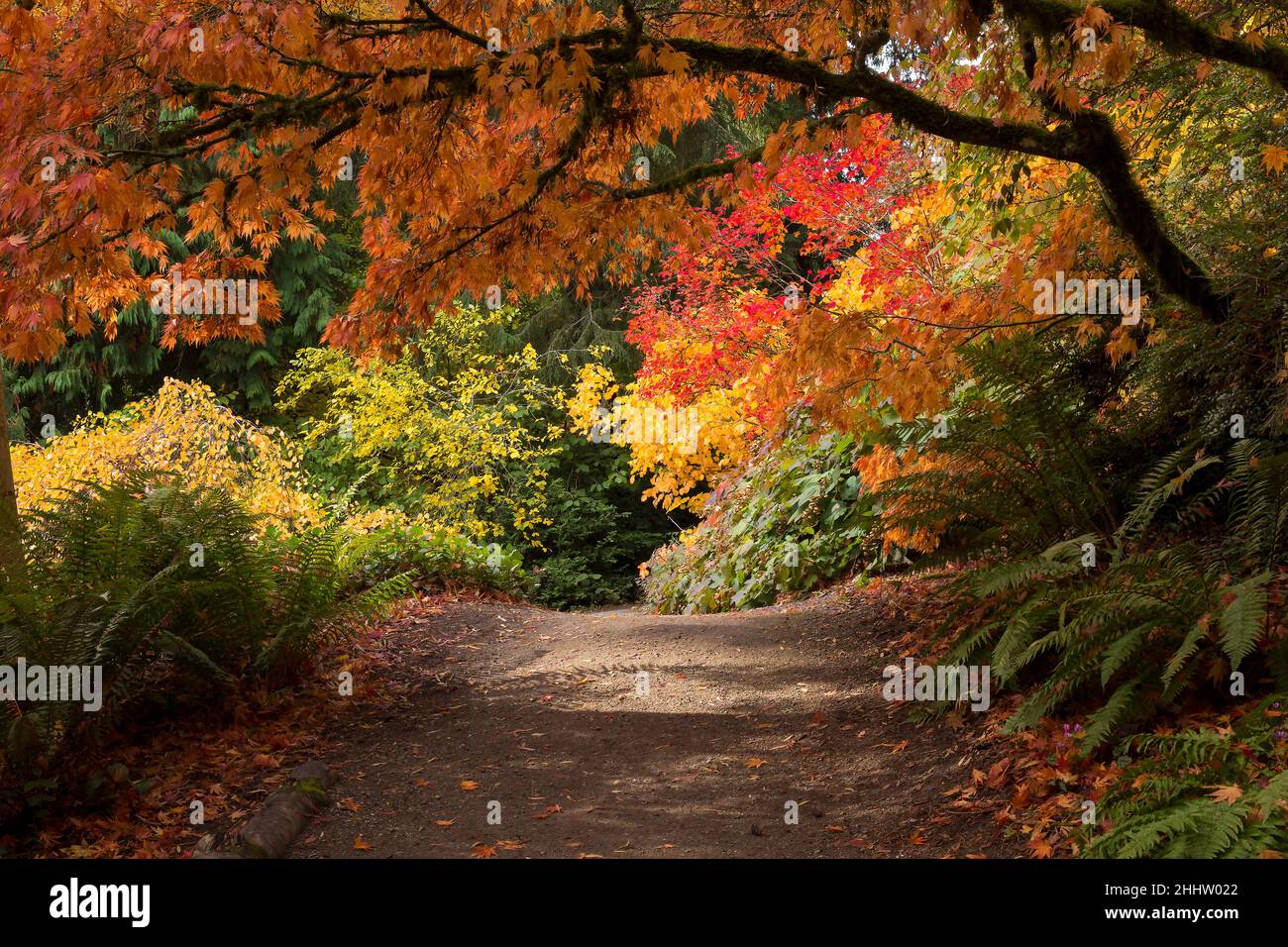 Lush, vibrant fall colors in Washington Park Arboretum in Seattle Stock Photo