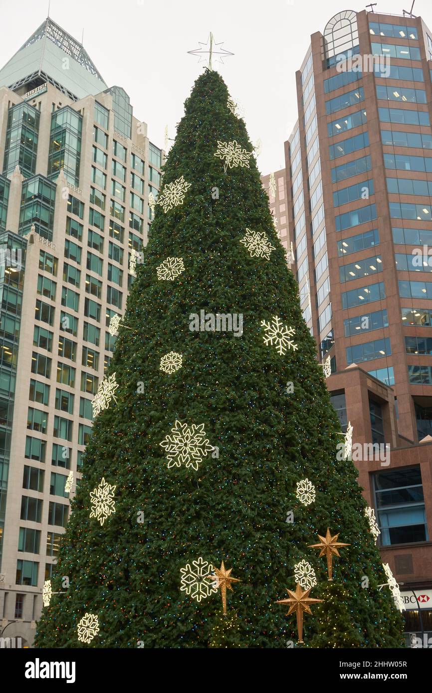 Outdoor 80-foot tall natural Christmas tree in the North Plaza of the Vancouver Art Gallery in downtown Vancouver, British Columbia, Canada Stock Photo