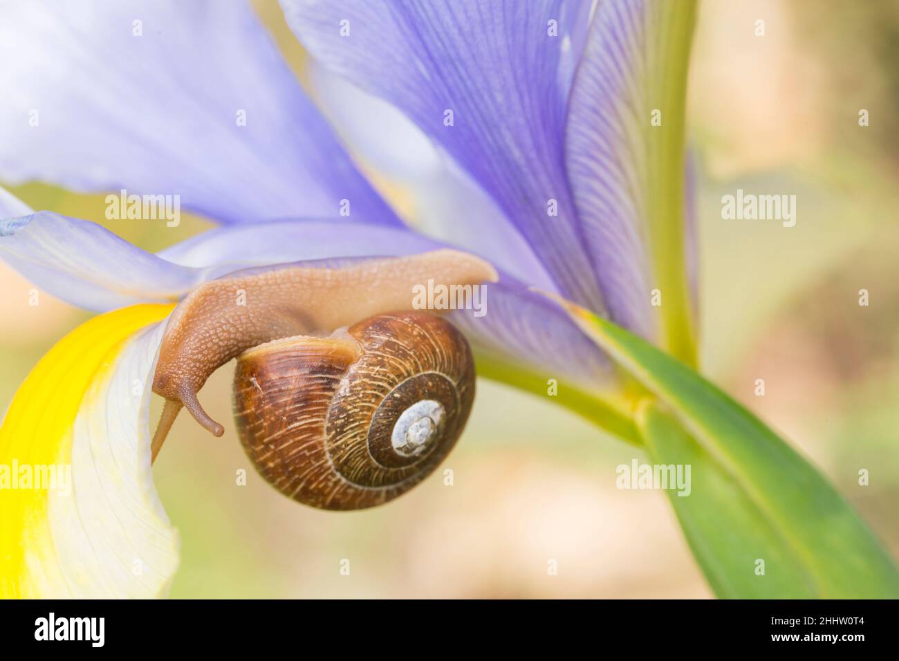 A garden snail turns upside down as it moves along the petal of a purple and yellow iris Stock Photo