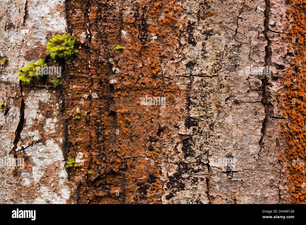 Detailed closeup of vibrant, lush moss and lichens on the bark of a tree trunk Stock Photo