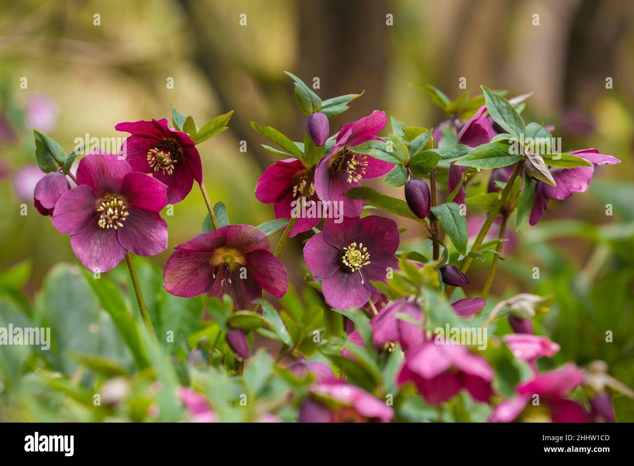 Beautiful, vibrant, purple hellebores in a lush environment Stock Photo