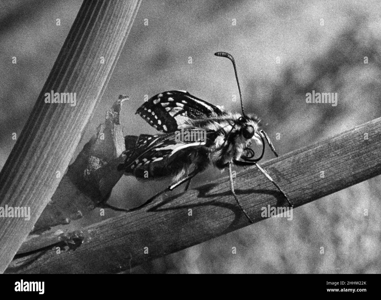 The Birth of a Butterfly. A Swallowtail butterfly seen here pumping its