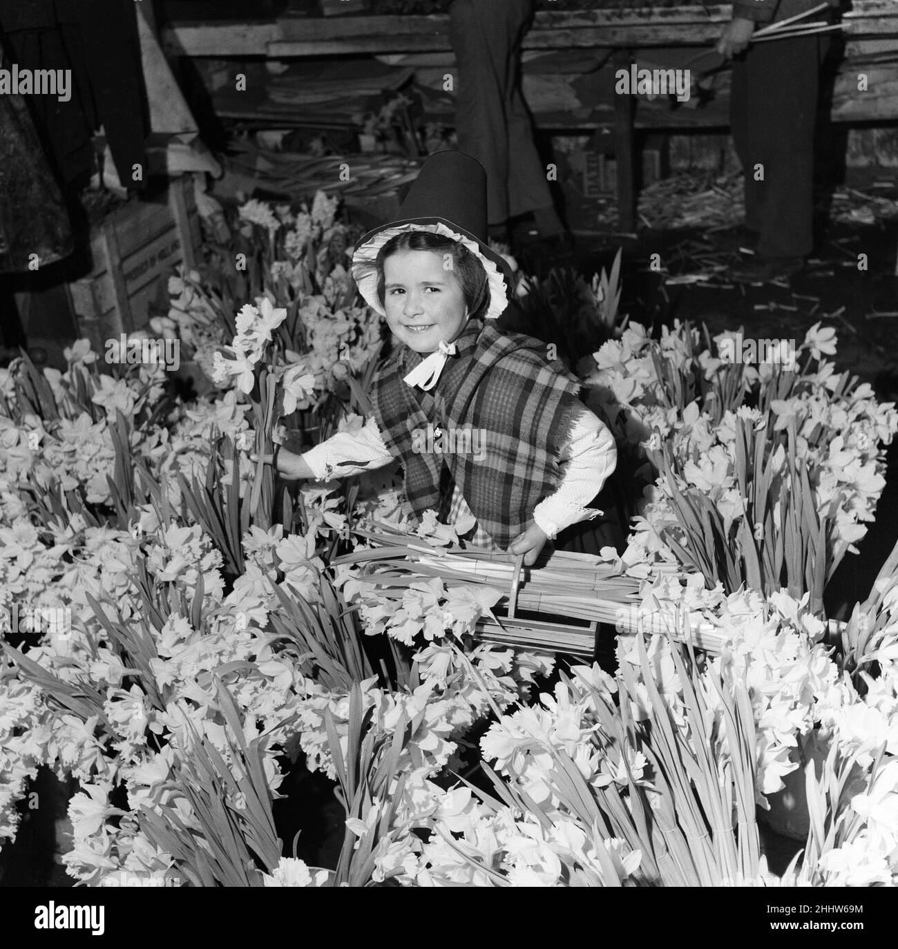 Melanie Rogers, aged 5, wearing traditional Welsh costume on her way to school stopped off to buy a daffodil for her teacher. Her winning smile charmed the florist who invited her to 'take as many as you can carry'. Here she is helping herself in Cardiff. 1st March 1955. Stock Photo
