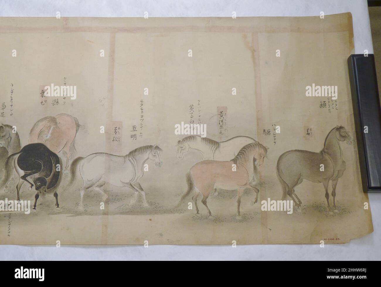 Japanese Drawing early 19th century Japan Drawing of varieties of