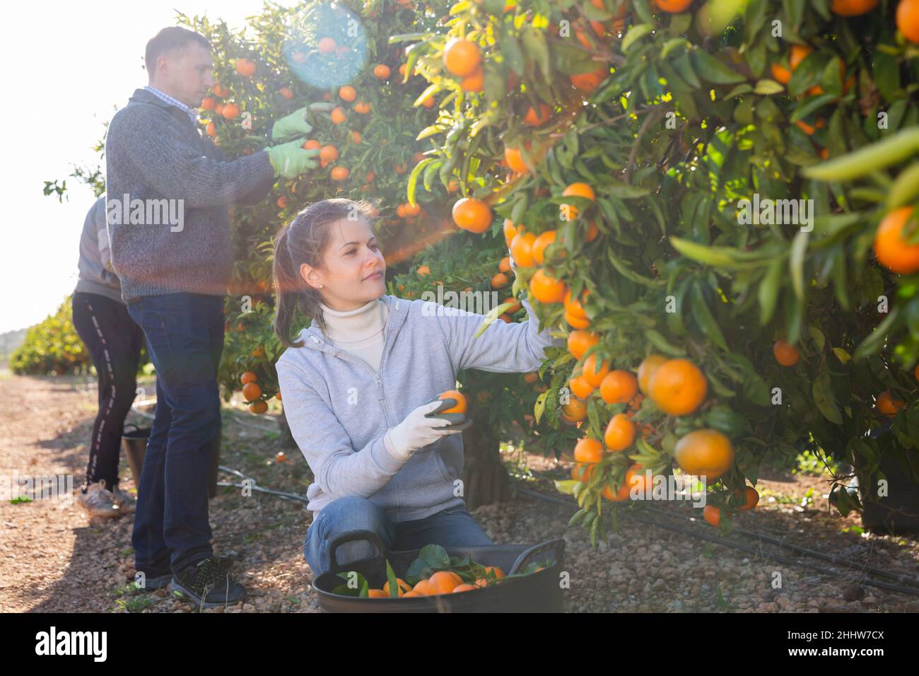Farmers picking ripe mandarins Stock Photo Alamy
