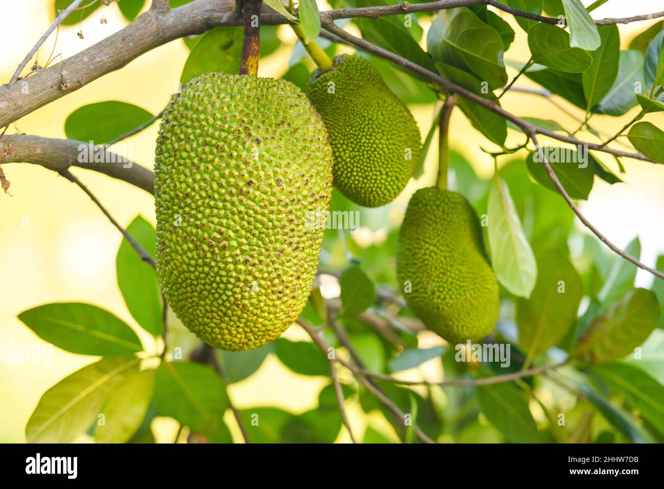 jackfruit on the jackfruit tree tropical fruit on nature leaf