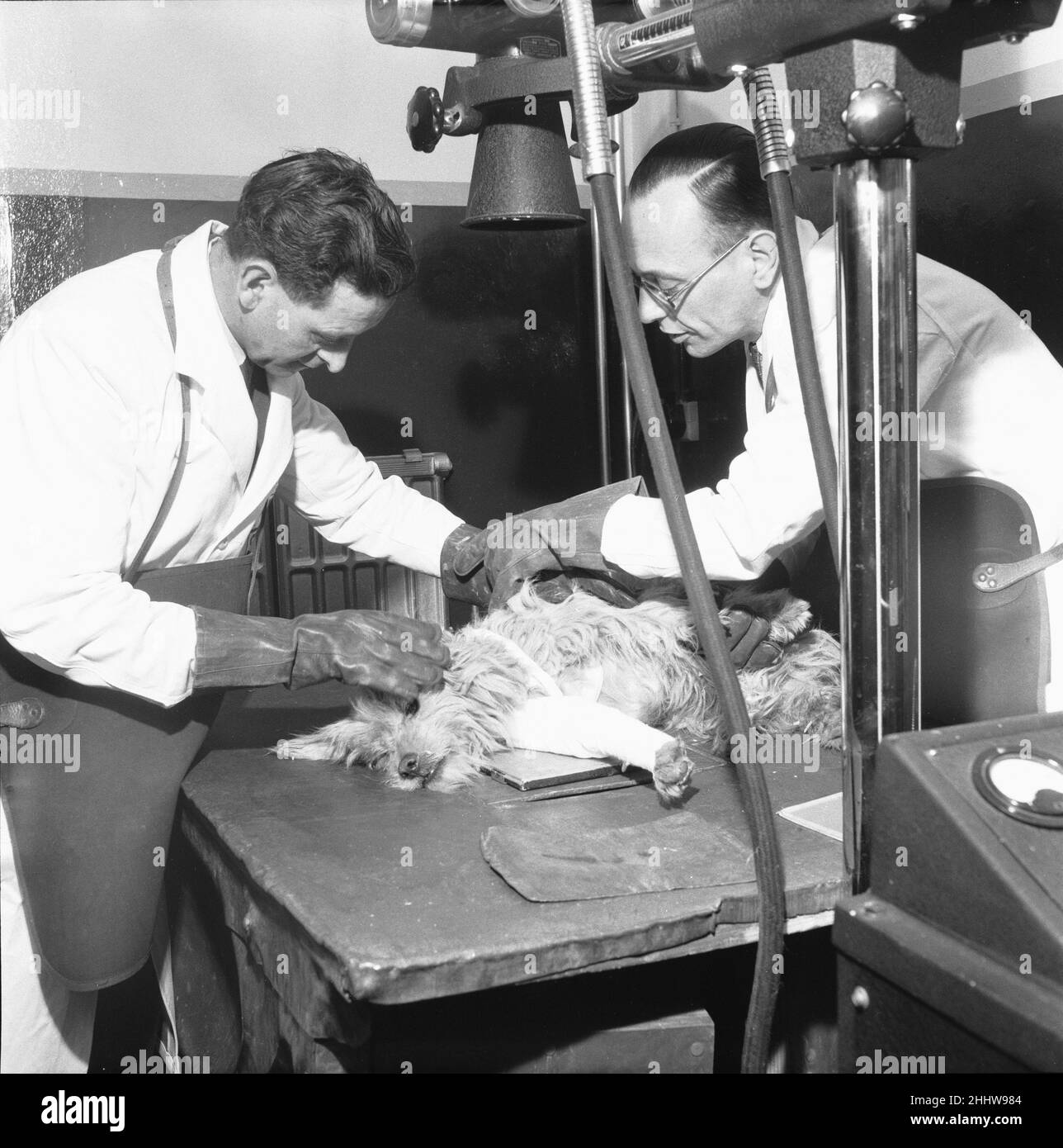 PDSA Hospital Ilford 19th March 1954A veterinary assistant and vet x
