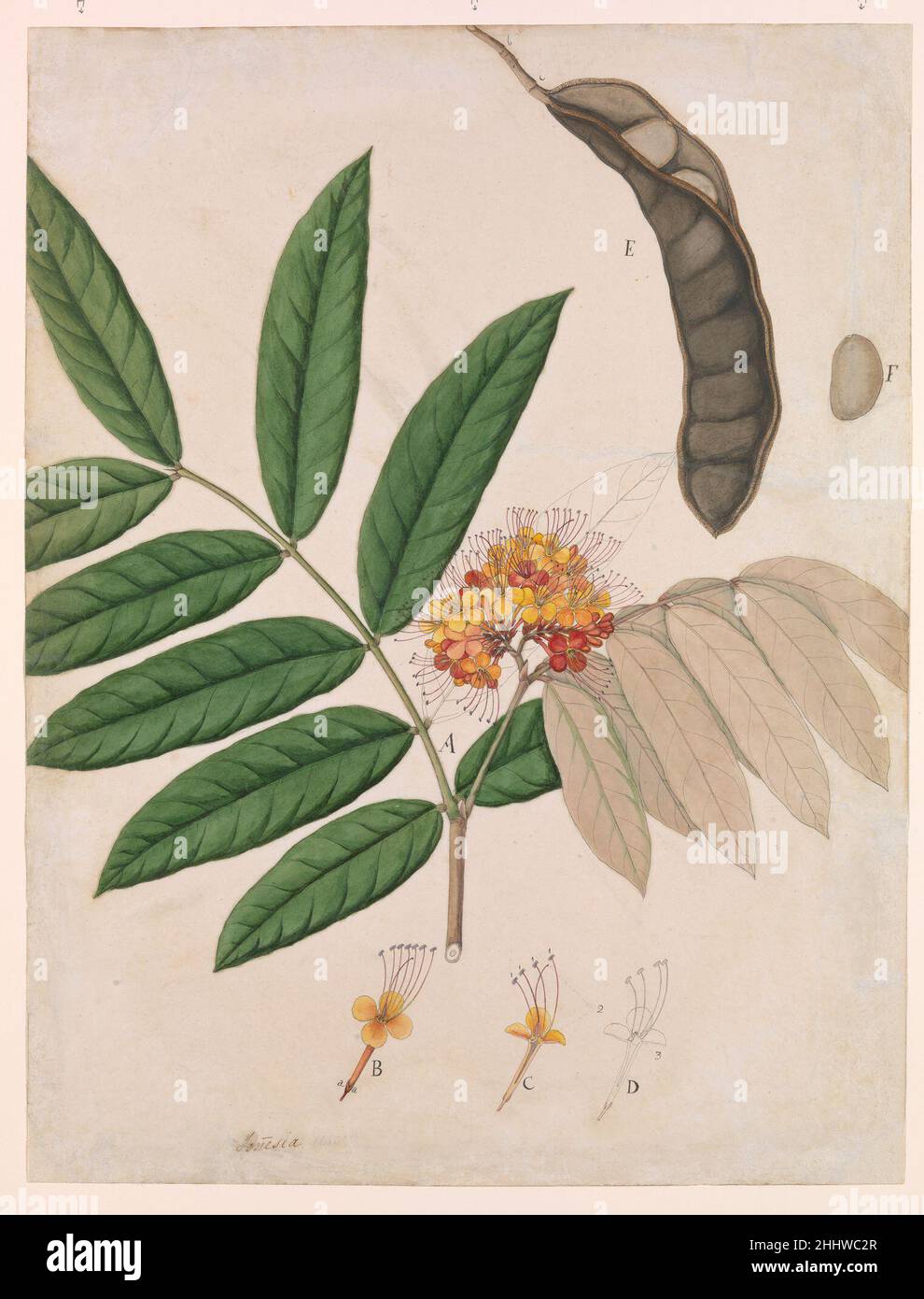 Ashoka Tree Flower, Leaves, Pod, and Seed first half 19th century At the bottom of the page, the painting is inscribed Jonesia asoca, the Latin name for the tree commonly called Ashoka. Sanskrit for 'without sorrow,' the term 'Ashoka' refers to the bark’s reputed homeopathic properties for keeping women healthy. The tree itself is a rainforest tree prized for its foliage and fragrant flowers, which are carefully depicted here. As in the manner of scientific drawings, the branch is centered on the page, which has no background elements, and the pod and one of its seeds are shown in the top righ Stock Photo