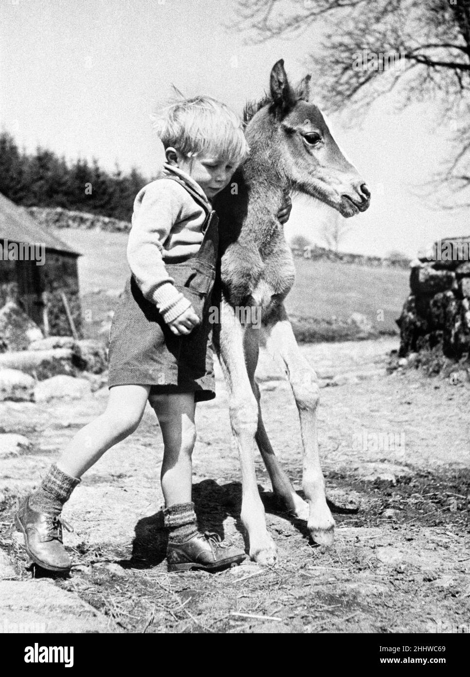 Four year old Jeremy Wilkinson with the newly born filly foal sired by Arabian stallion Rustum Bey from a wild Dartmoor mare.The young pony, named Tiptoes,  is owned by Mrs Freda Williams of Laughter Hole Farm near Laughter Tor, Dartmoor, Devon. 27th April 1951. Stock Photo