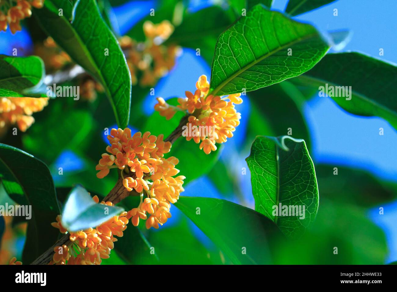 Osmanthus Fragrans High Resolution Stock Photography And Images Alamy