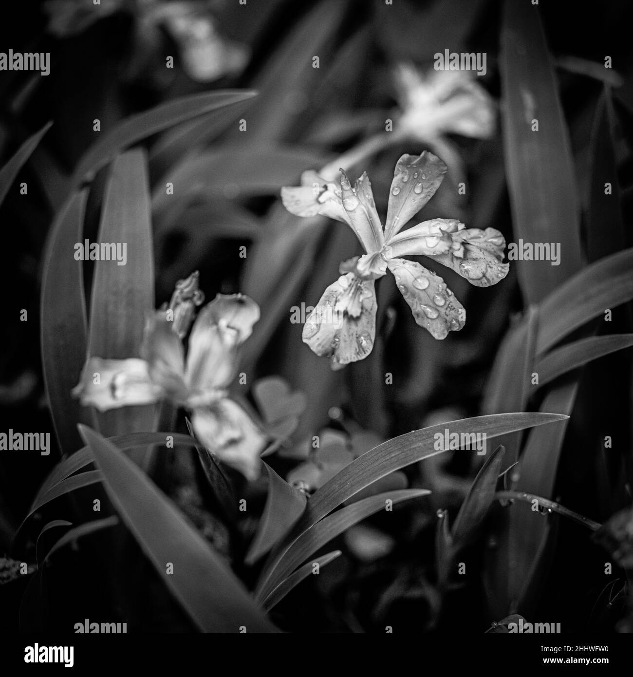 Black and White of Crested Dwarf iris and Rain Drops in the Smokies Stock Photo