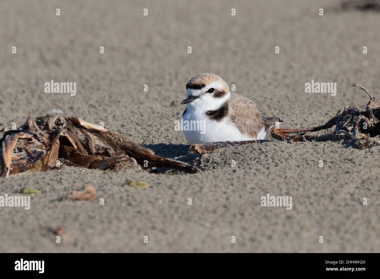 The Western Snowy Plover (Charadrius nivosus nivosus) hiding from wind behind see grass Stock Photo
