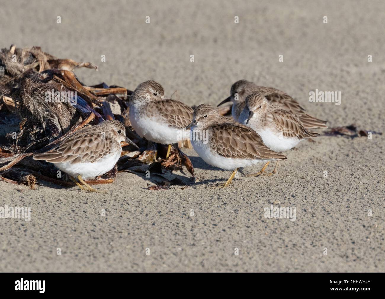 Flock of Least Sandpipers (Calidris minutilla) on Beach, Galveston, Texas Stock Photo