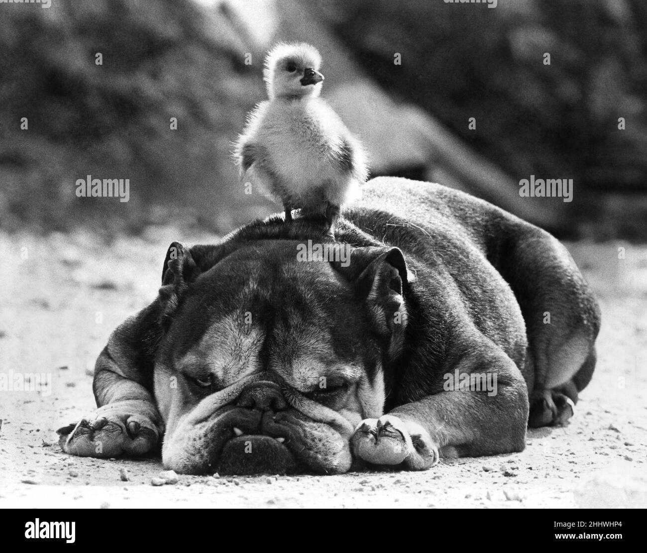 Animals Dogs Friendship:  Bulldog Vesta may look as stern as John Bull, but he is an old softie when it comes to chick-sitting. And it just goes to show than all creatures great and small can get on together particularly when they share a vet's home. November 1954 P022109 Stock Photo