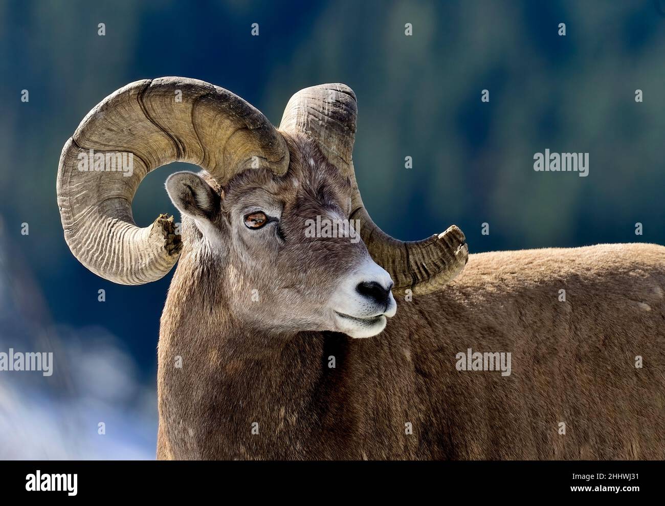 A close up portrait image of a Rocky Mountain Bighorn Sheep (Ovis ...