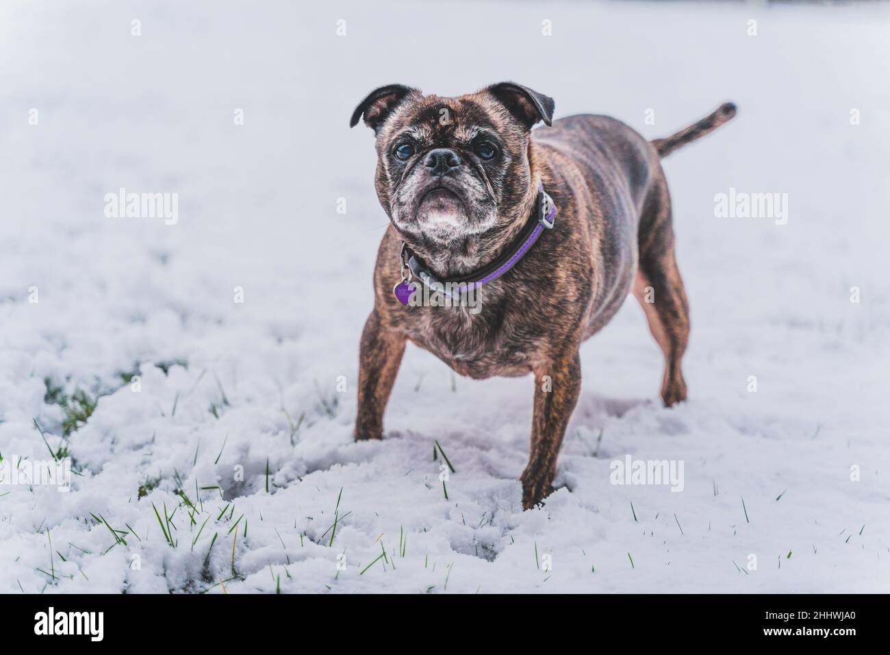Pug and Boston Terrier mix called a BUG playing in fresh snowfall