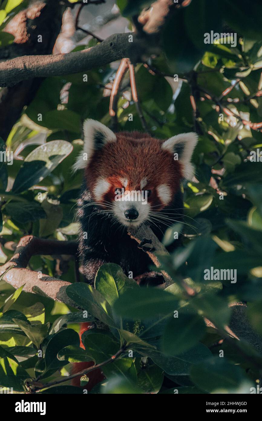 Red panda in a tree Stock Photo