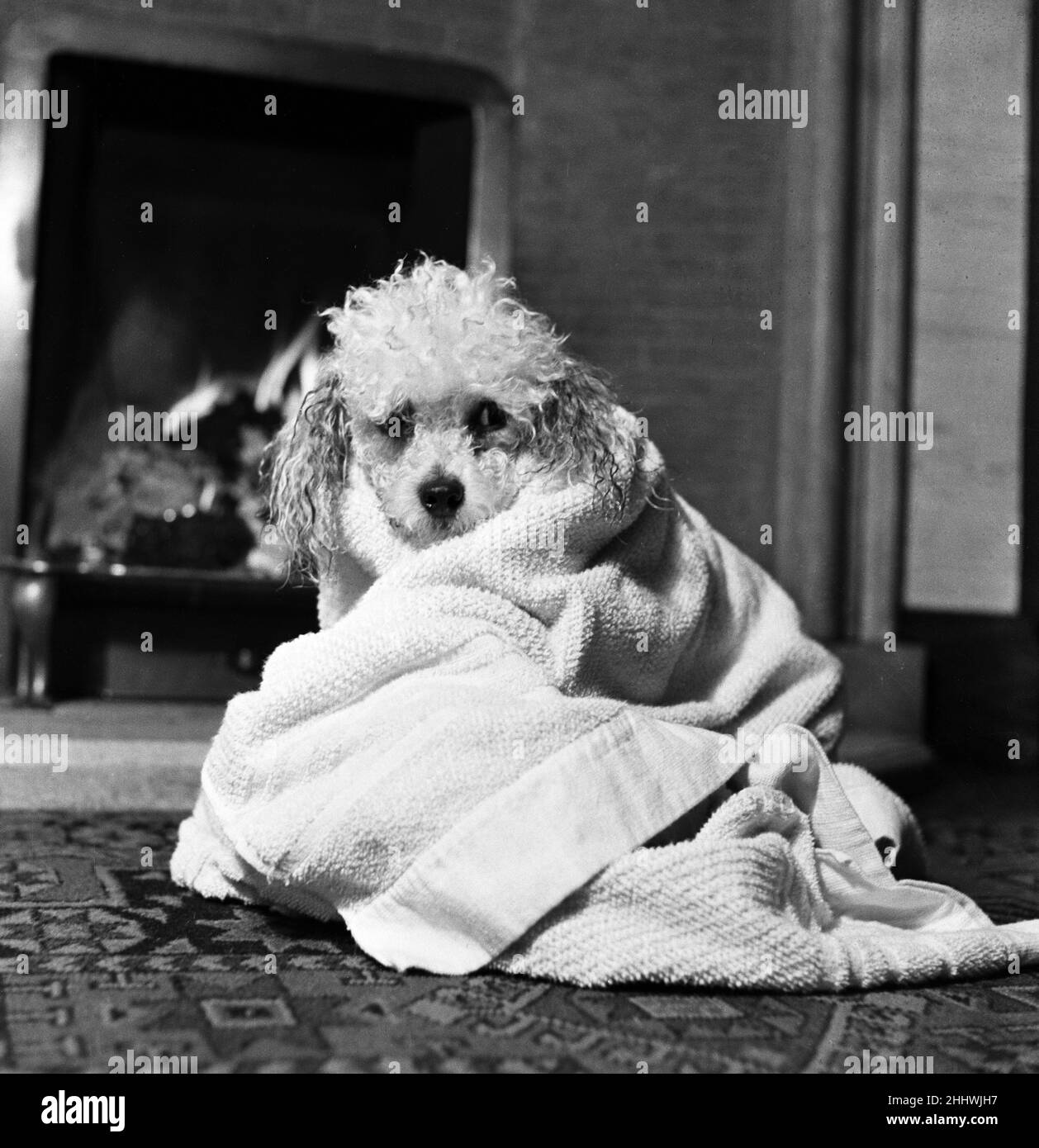 Poodle towels top
