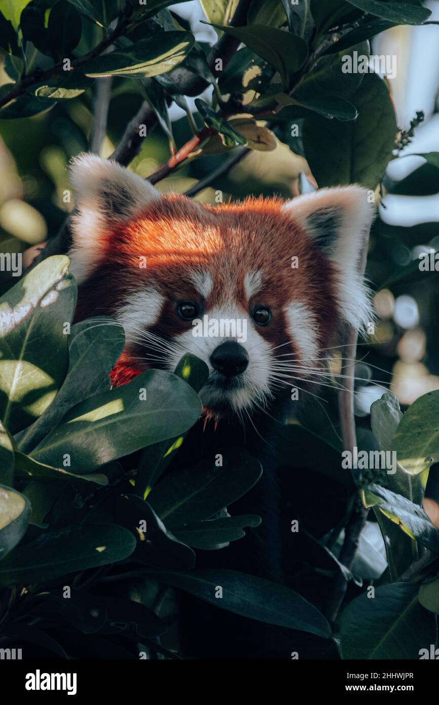 Red panda in a tree Stock Photo