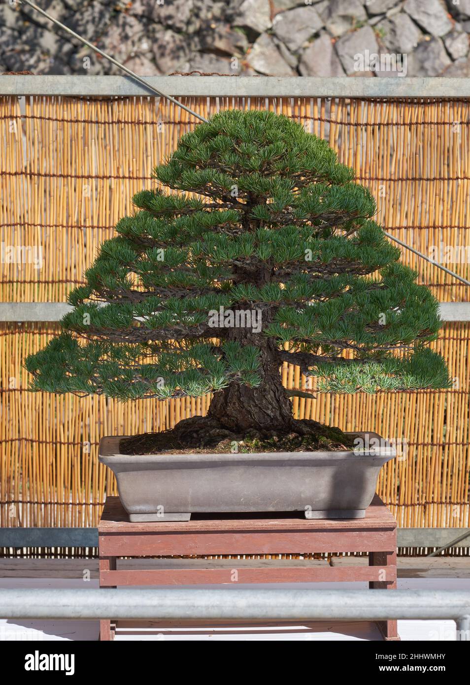 Nagoya, Japan – October 20, 2019: The view of the decorative bonsai tree of Five needle pine (Japanese white pine) at the annual Nagoya Castle Bonsai Stock Photo