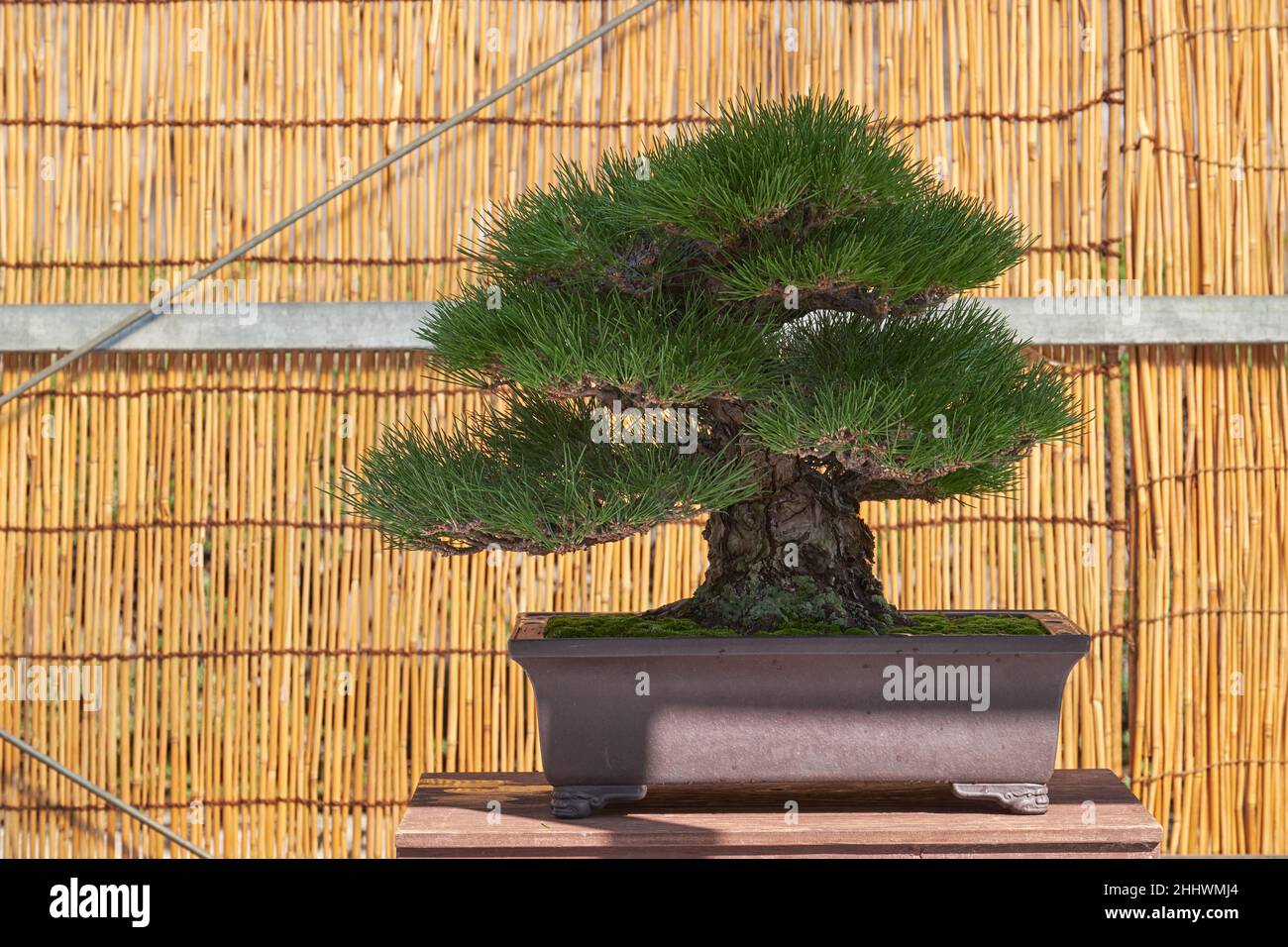 Nagoya, Japan – October 20, 2019: The view of the decorative bonsai tree of Japanes Black pine at the annual Nagoya Castle Bonsai Show. Nagoya. Japan Stock Photo