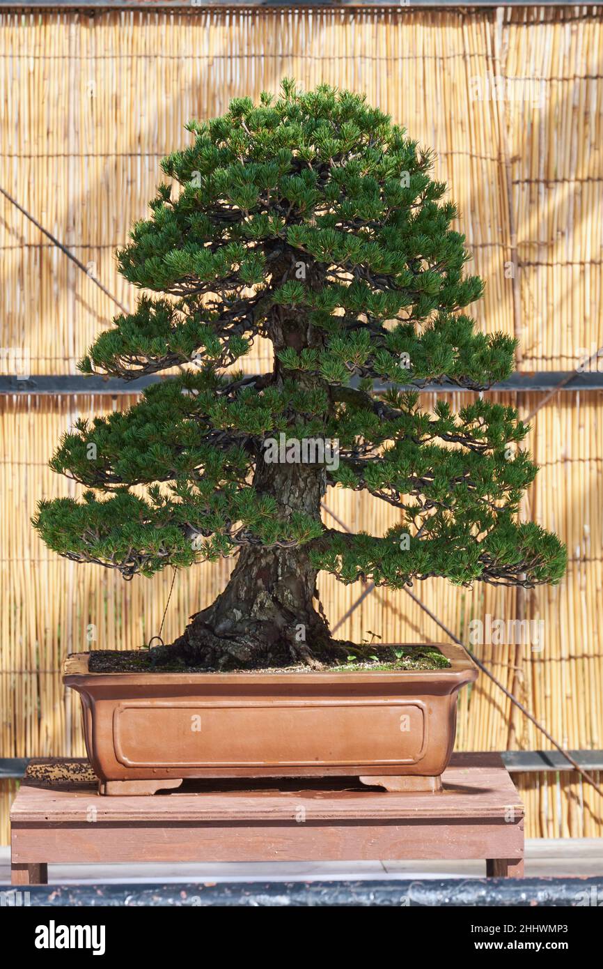 Nagoya, Japan – October 20, 2019: The view of the decorative bonsai tree of Five needle pine (Japanese white pine) at the annual Nagoya Castle Bonsai Stock Photo
