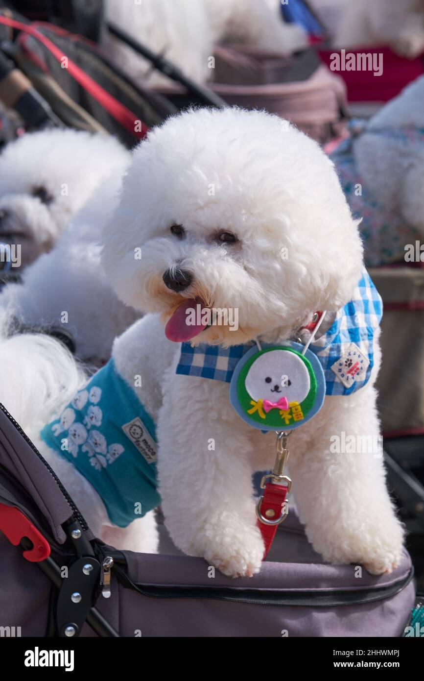 Nagoya, Japan – October 20, 2019: The dog show of cute wite Bichon Frise in show cut in the yard of Nagoya Castle. Nagoya. Japan Stock Photo