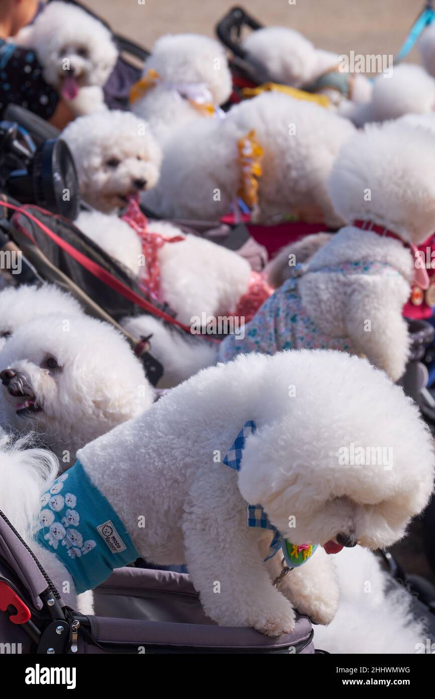Nagoya, Japan – October 20, 2019: The dog show of cute wite Bichon Frise in show cut in the yard of Nagoya Castle. Nagoya. Japan Stock Photo