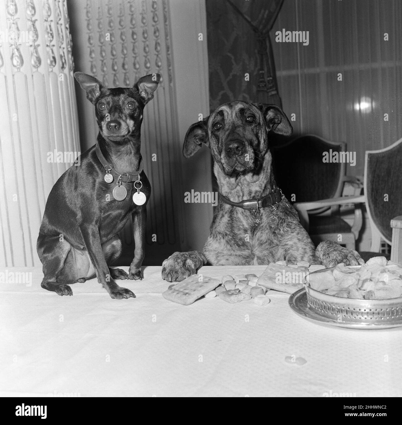 Two dogs, Chica and Juno, attend the National Association of Dog Biscuit Manufacturers cocktail party to show how well dogs can look when fed on dog biscuits. 15th November 1954. Stock Photo