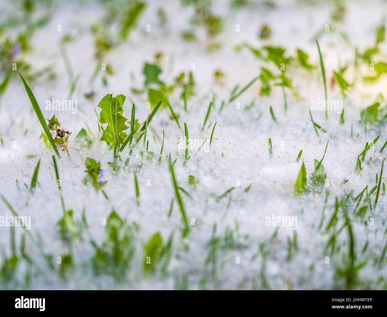 White Fluff On Green Image & Photo (Free Trial)