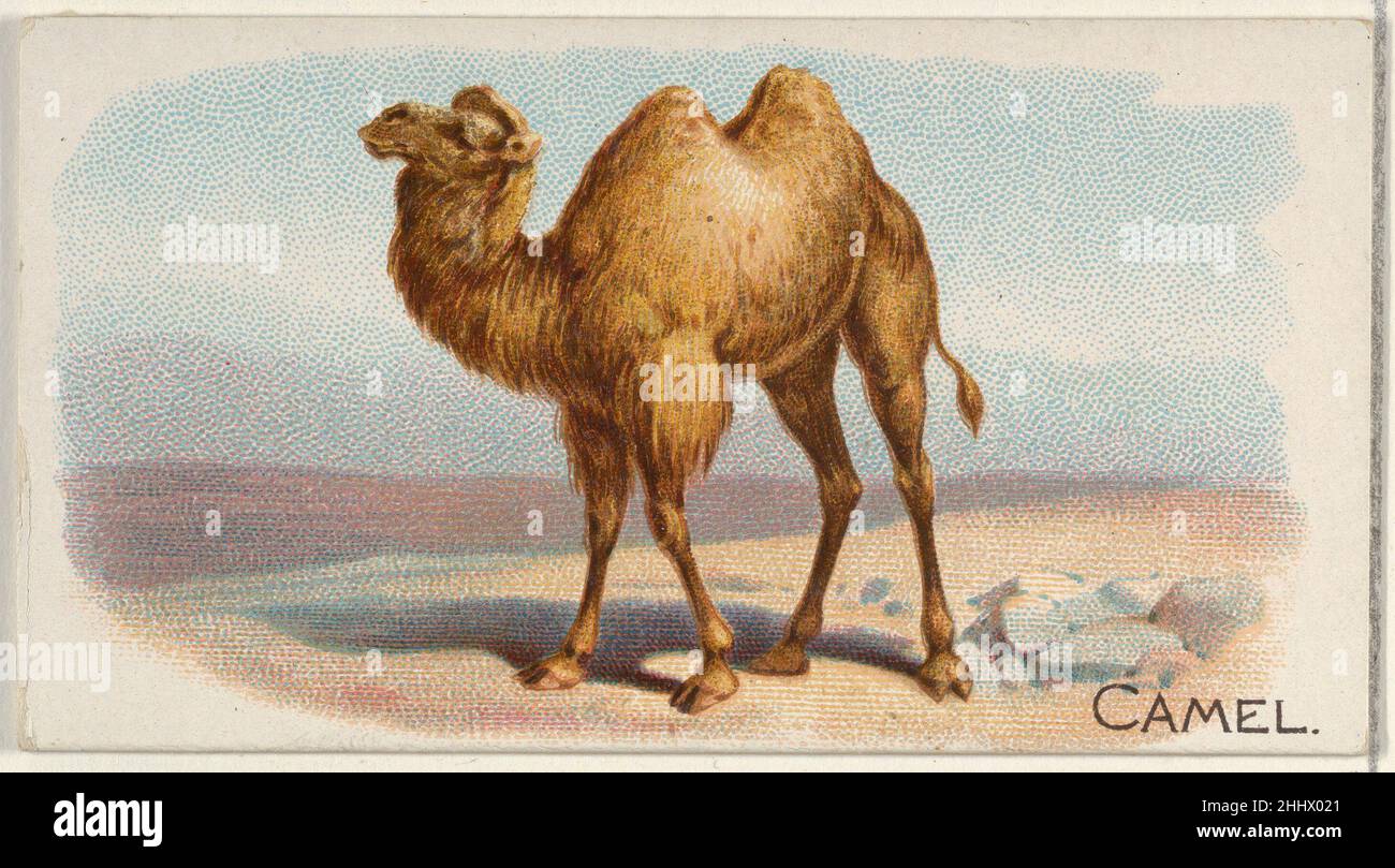 Camel, from the Quadrupeds series (N21) for Allen & Ginter Cigarettes 1890 Allen & Ginter American Trade cards from the 'Quadrupeds' series (N21), issued in 1890 in a set of 50 cards to promote Allen & Ginter brand cigarettes.. Camel, from the Quadrupeds series (N21) for Allen & Ginter Cigarettes  409129 Stock Photo