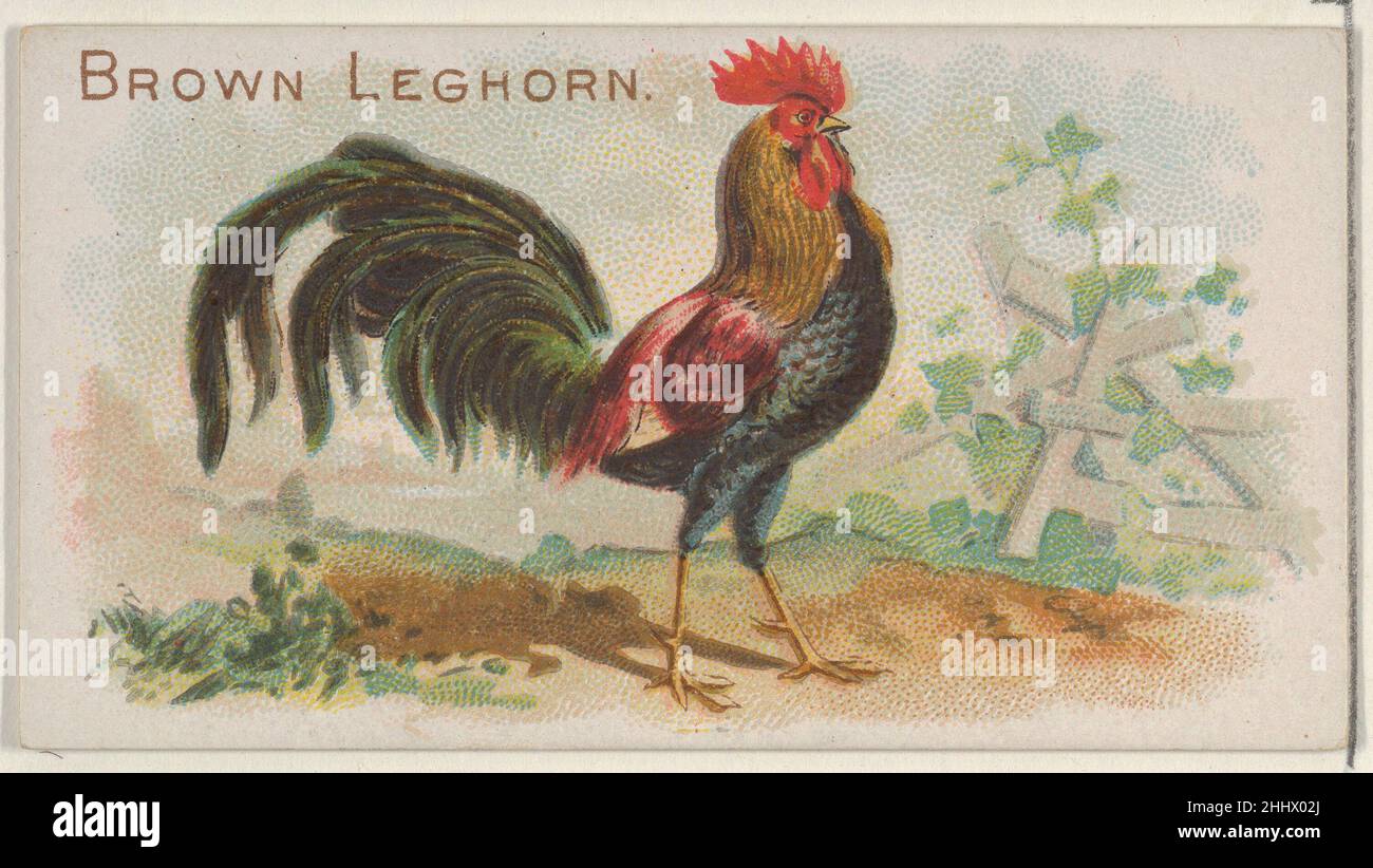 Brown Leghorn, from the Prize and Game Chickens series (N20) for Allen & Ginter Cigarettes 1891 Allen & Ginter American Trade cards from the 'Prize and Game Chickens' series (N20), issued in 1891 in a set of 50 cards to promote Allen & Ginter brand cigarettes.. Brown Leghorn, from the Prize and Game Chickens series (N20) for Allen & Ginter Cigarettes  409028 Stock Photo
