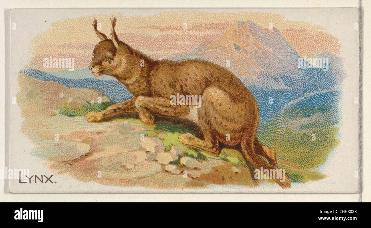 Lynx, from the Quadrupeds series (N21) for Allen & Ginter Cigarettes 1890 Allen & Ginter American Trade cards from the 'Quadrupeds' series (N21), issued in 1890 in a set of 50 cards to promote Allen & Ginter brand cigarettes.. Lynx, from the Quadrupeds series (N21) for Allen & Ginter Cigarettes  409163 Stock Photo