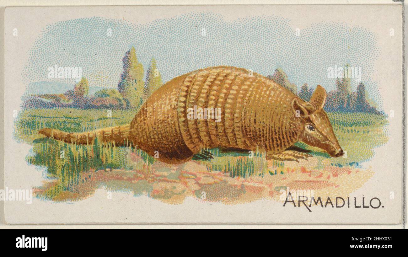 Armadillo, from the Quadrupeds series (N21) for Allen & Ginter Cigarettes 1890 Allen & Ginter American Trade cards from the 'Quadrupeds' series (N21), issued in 1890 in a set of 50 cards to promote Allen & Ginter brand cigarettes.. Armadillo, from the Quadrupeds series (N21) for Allen & Ginter Cigarettes  409121 Stock Photo