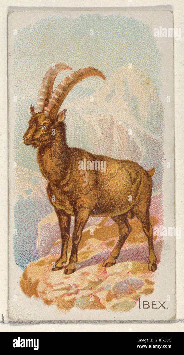 Ibex, from the Quadrupeds series (N21) for Allen & Ginter Cigarettes 1890 Allen & Ginter American Trade cards from the 'Quadrupeds' series (N21), issued in 1890 in a set of 50 cards to promote Allen & Ginter brand cigarettes.. Ibex, from the Quadrupeds series (N21) for Allen & Ginter Cigarettes  409153 Stock Photo