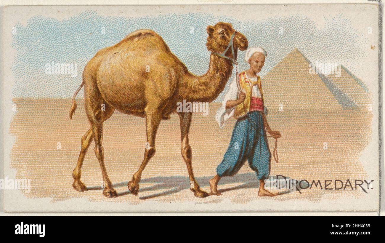 Dromedary, from the Quadrupeds series (N21) for Allen & Ginter Cigarettes 1890 Allen & Ginter American Trade cards from the 'Quadrupeds' series (N21), issued in 1890 in a set of 50 cards to promote Allen & Ginter brand cigarettes.. Dromedary, from the Quadrupeds series (N21) for Allen & Ginter Cigarettes  409132 Stock Photo