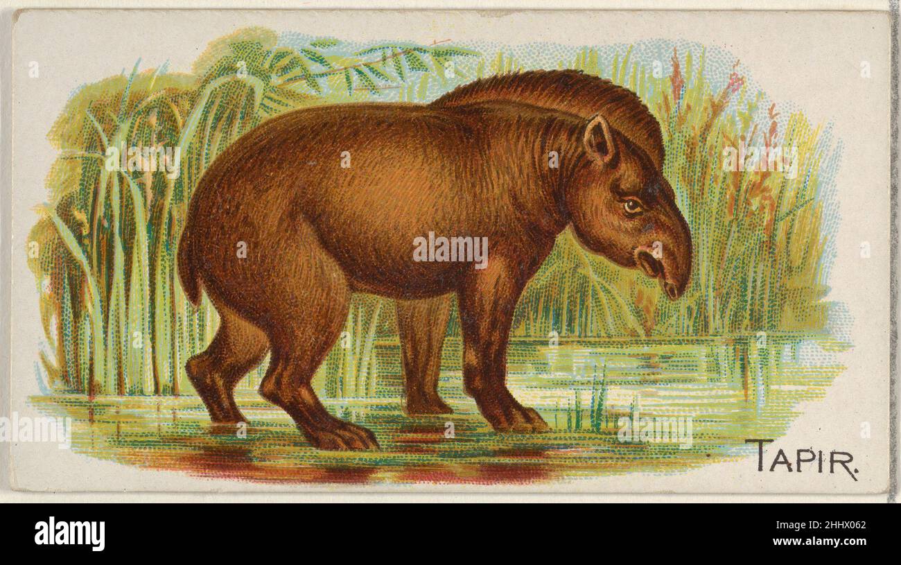 Tapir, from the Quadrupeds series (N21) for Allen & Ginter Cigarettes 1890 Allen & Ginter American Trade cards from the 'Quadrupeds' series (N21), issued in 1890 in a set of 50 cards to promote Allen & Ginter brand cigarettes.. Tapir, from the Quadrupeds series (N21) for Allen & Ginter Cigarettes  409180 Stock Photo