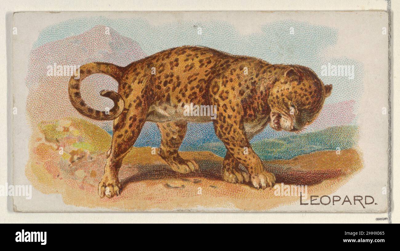 Leopard, from the Quadrupeds series (N21) for Allen & Ginter Cigarettes 1890 Allen & Ginter American Trade cards from the 'Quadrupeds' series (N21), issued in 1890 in a set of 50 cards to promote Allen & Ginter brand cigarettes.. Leopard, from the Quadrupeds series (N21) for Allen & Ginter Cigarettes  409156 Stock Photo
