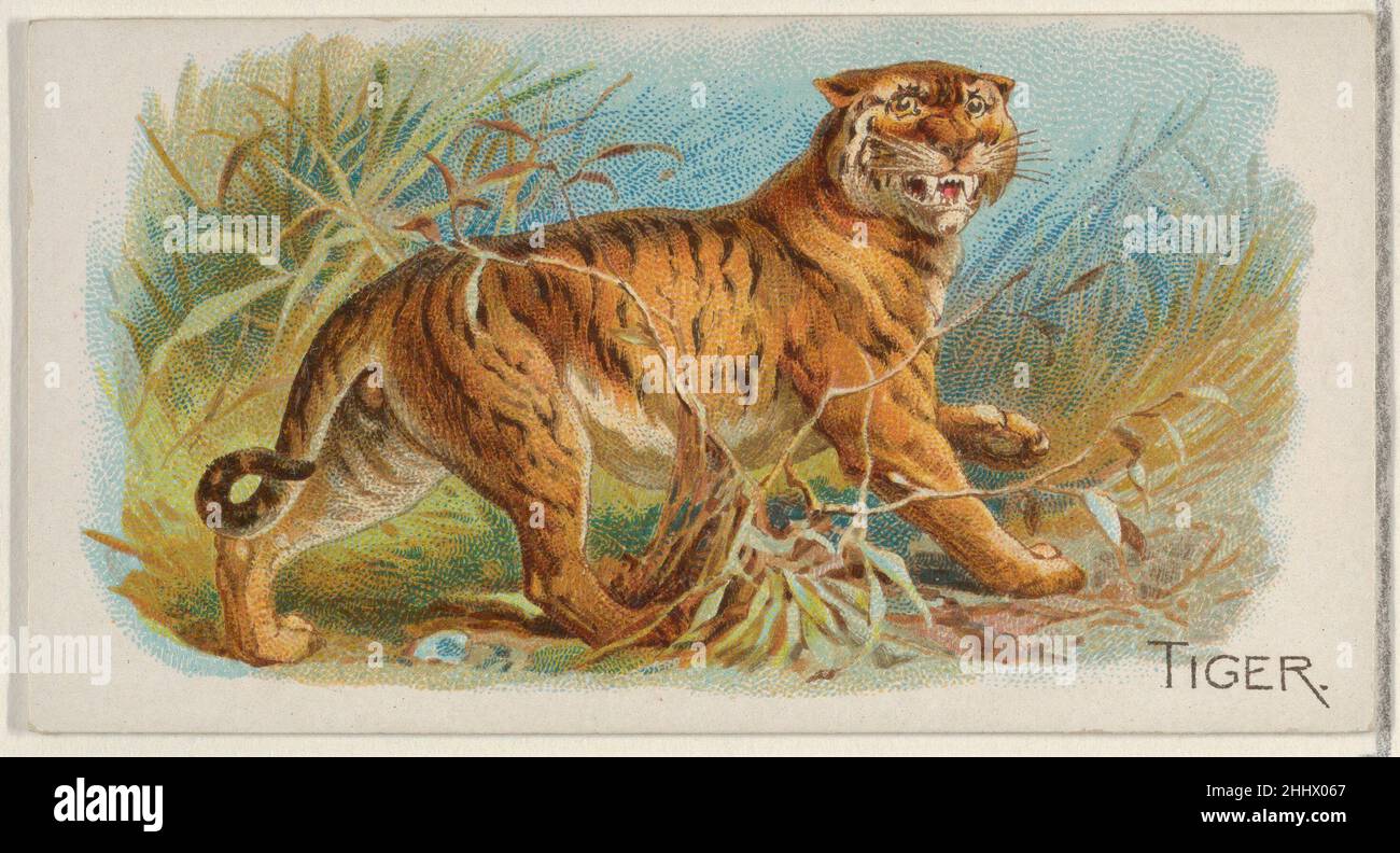 Tiger, from the Quadrupeds series (N21) for Allen & Ginter Cigarettes 1890 Allen & Ginter American Trade cards from the 'Quadrupeds' series (N21), issued in 1890 in a set of 50 cards to promote Allen & Ginter brand cigarettes.. Tiger, from the Quadrupeds series (N21) for Allen & Ginter Cigarettes  409181 Stock Photo
