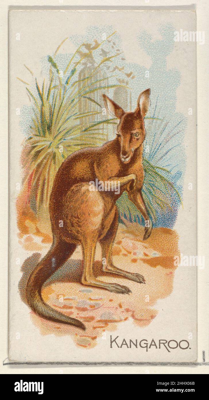 Kangaroo, from the Quadrupeds series (N21) for Allen & Ginter Cigarettes 1890 Allen & Ginter American Trade cards from the 'Quadrupeds' series (N21), issued in 1890 in a set of 50 cards to promote Allen & Ginter brand cigarettes.. Kangaroo, from the Quadrupeds series (N21) for Allen & Ginter Cigarettes  409155 Stock Photo