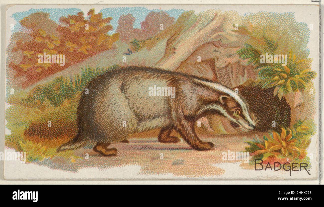 Badger, from the Quadrupeds series (N21) for Allen & Ginter Cigarettes 1890 Allen & Ginter American Trade cards from the 'Quadrupeds' series (N21), issued in 1890 in a set of 50 cards to promote Allen & Ginter brand cigarettes.. Badger, from the Quadrupeds series (N21) for Allen & Ginter Cigarettes  409122 Stock Photo