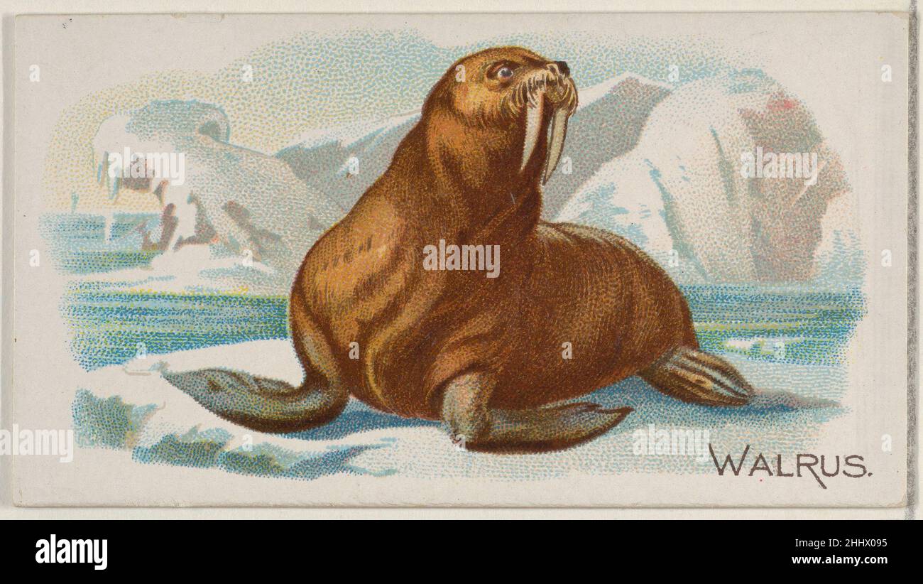 Walrus, from the Quadrupeds series (N21) for Allen & Ginter Cigarettes 1890 Allen & Ginter American Trade cards from the 'Quadrupeds' series (N21), issued in 1890 in a set of 50 cards to promote Allen & Ginter brand cigarettes.. Walrus, from the Quadrupeds series (N21) for Allen & Ginter Cigarettes  409182 Stock Photo