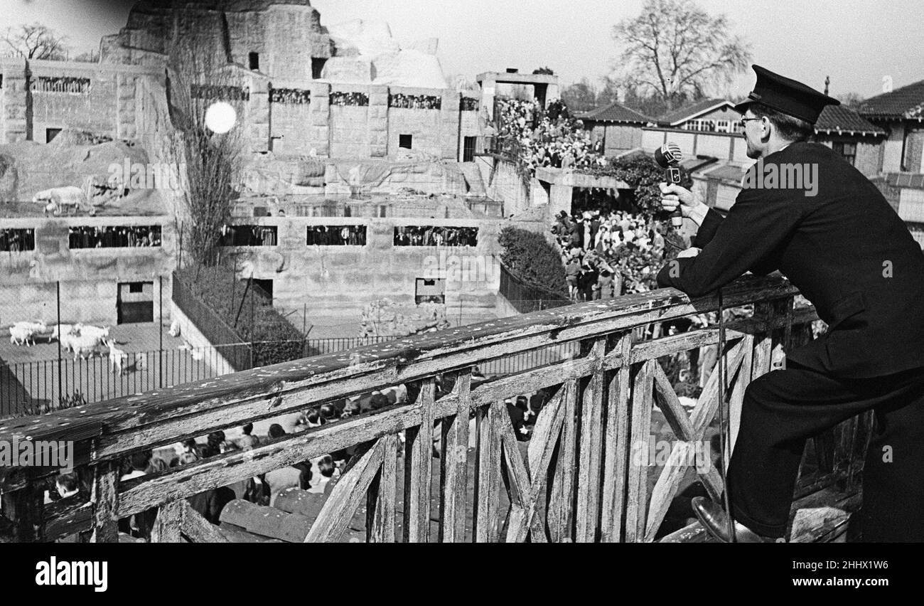 Polar bear and zookeeper hi-res stock photography and images - Alamy