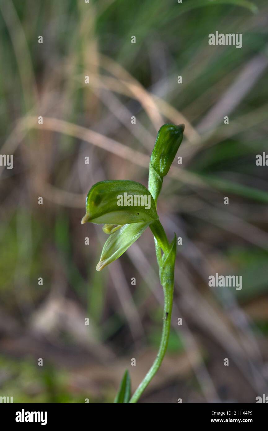 Tall Greenhood orchids (Pterostylis Longifolia) are not really tall - rarely more than 20 cms., but their multiple flowers make them easy to spot. Stock Photo