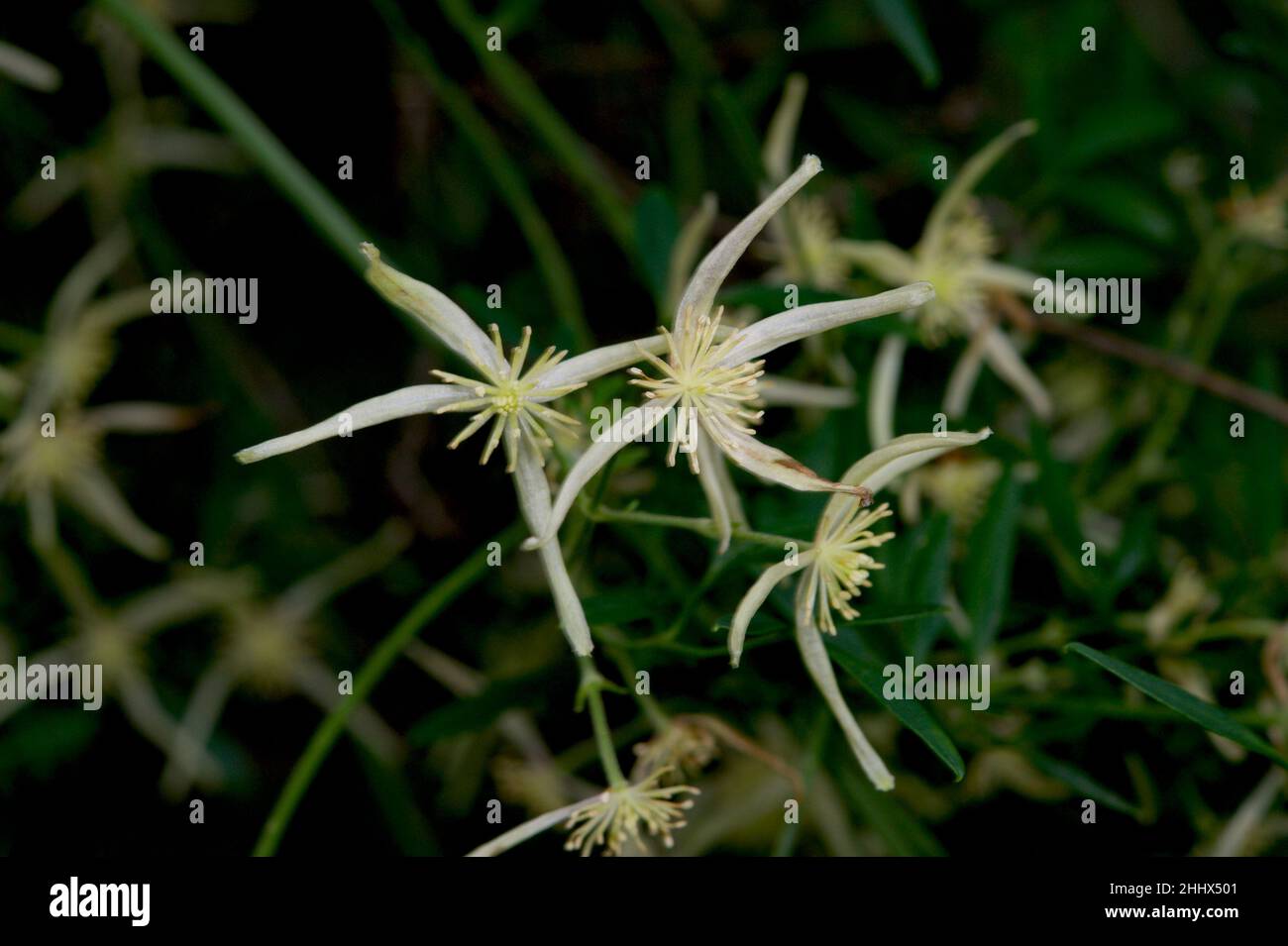 Australia has just one species of Clematis - Clematis Aristata, also known as Old Man's Beard, from the fluffy seed heads. Found at Blackburn Lake. Stock Photo