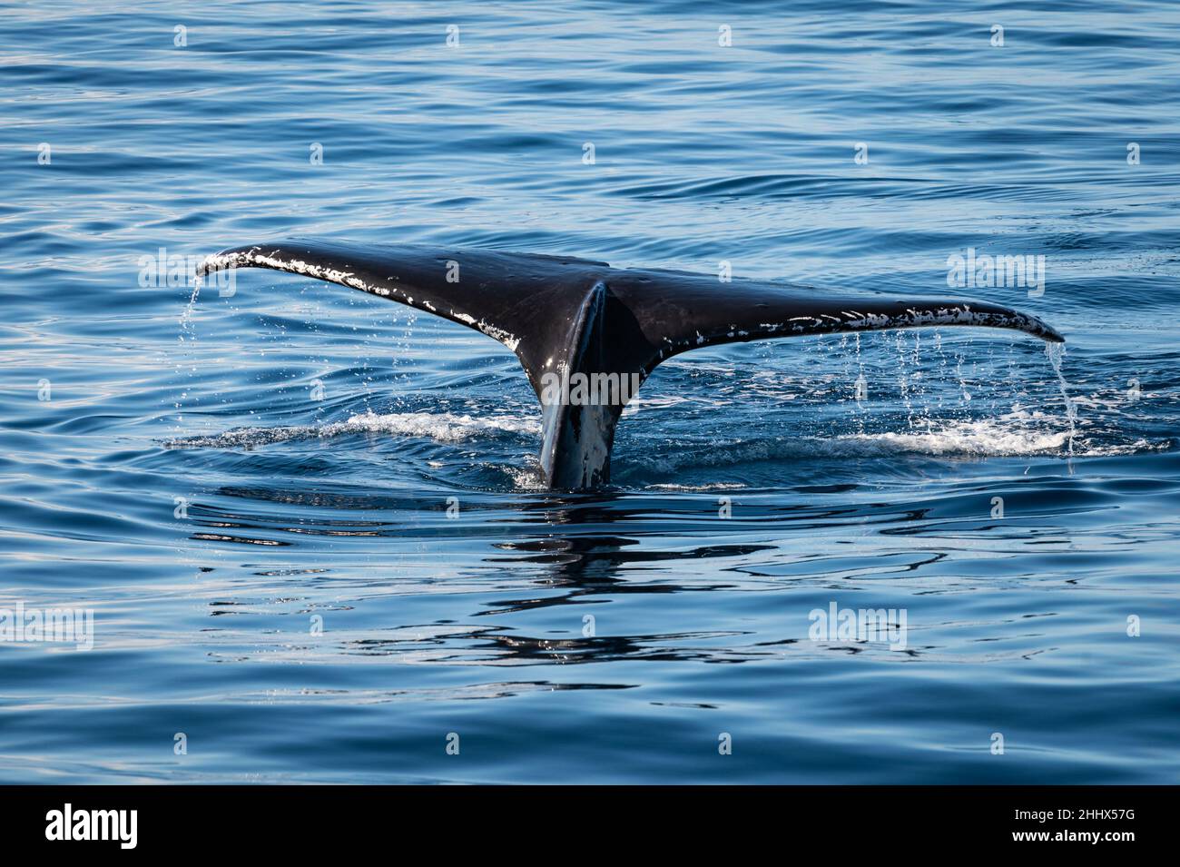 Photo of the tail fluke of a humpback whale diving into the water off ...