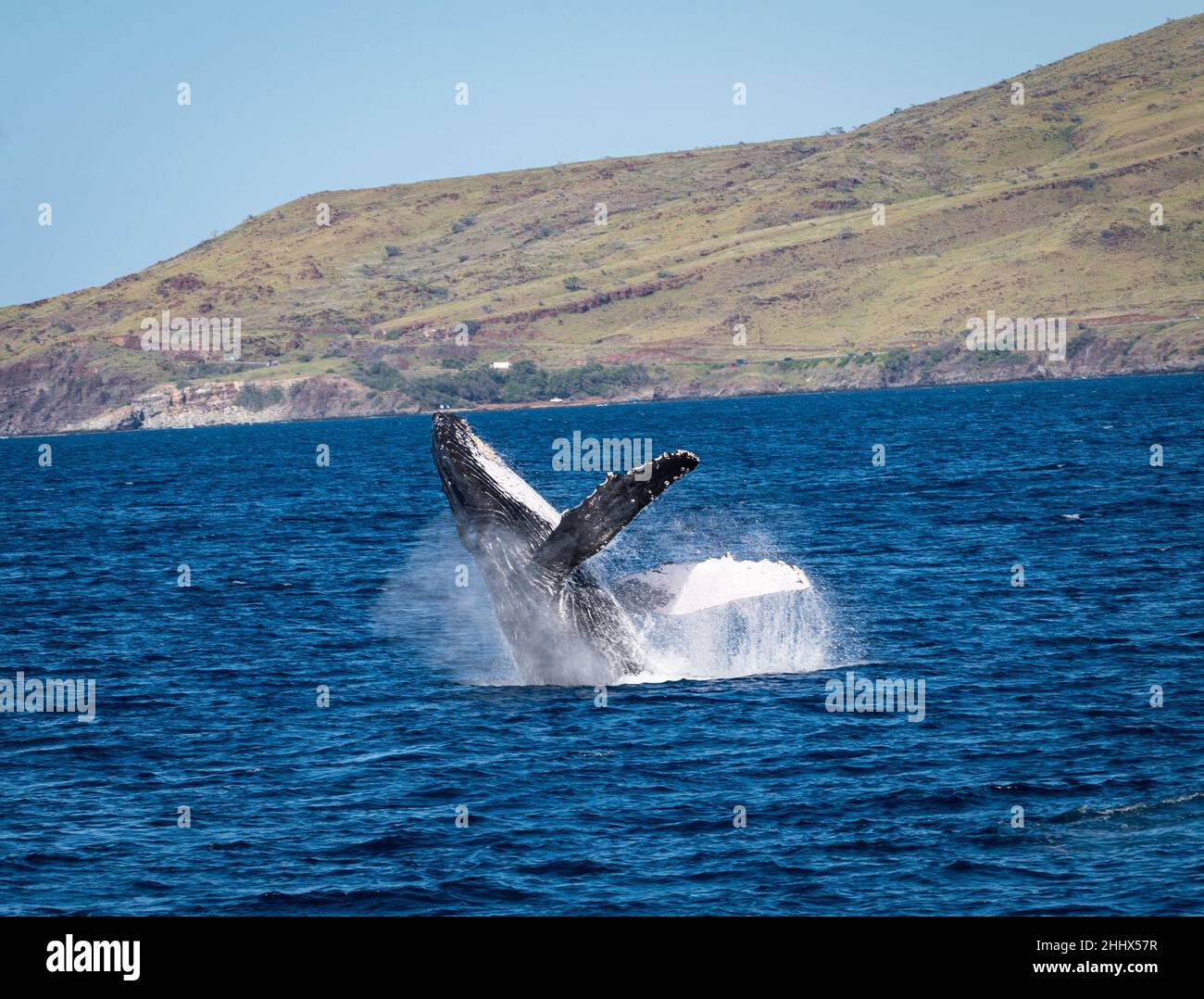 Photo of a humpback whale breaching out of the water off the coast of West Maui, Hawaii, in the U.S. during whale watching season. Stock Photo